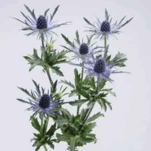 Eryngium